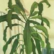 Corn plant