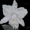 Orchid